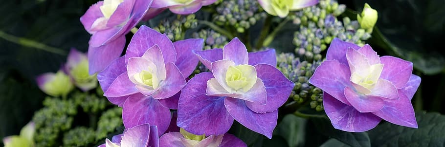 close-up photography of purple hydrangeas in bloom, flower HD wallpaper