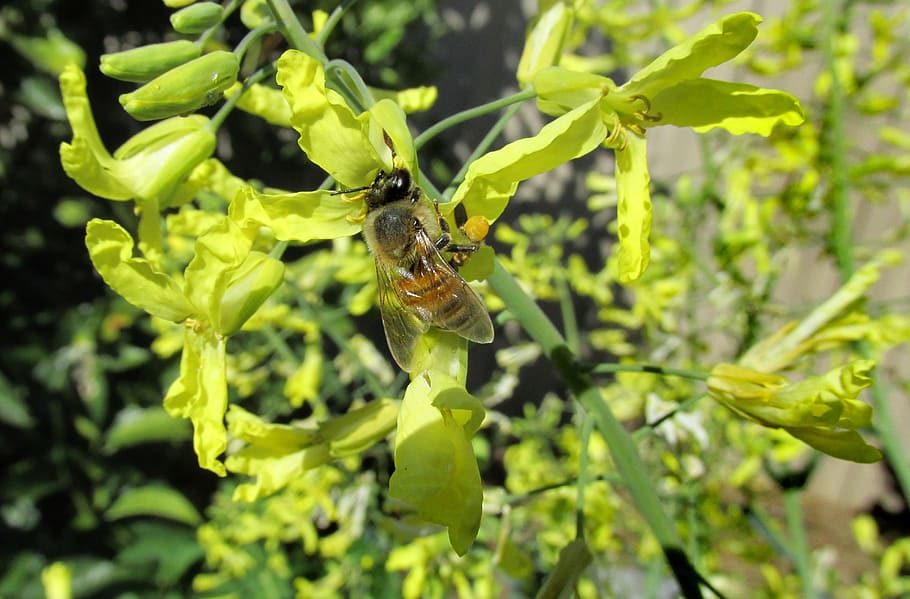 kale, flowers, bee, pollen, garden, animal, insect, invertebrate HD wallpaper