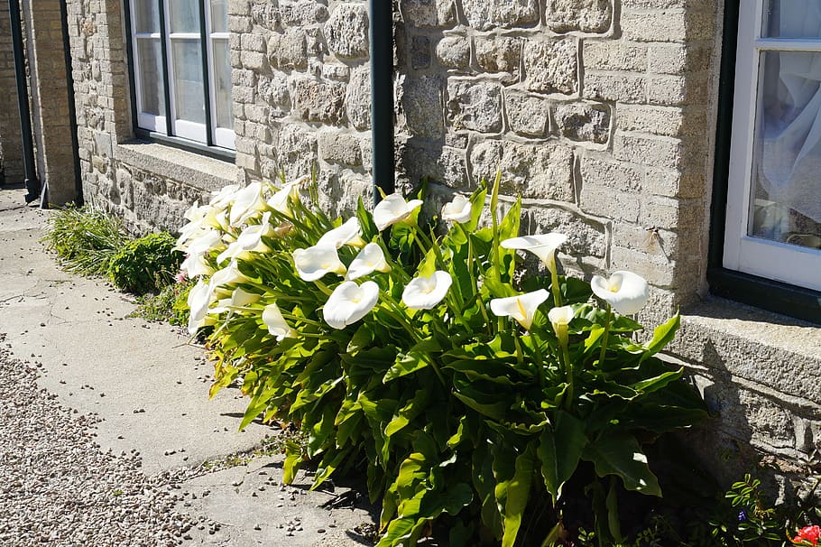 Cornwall, Flowers, Calla, Garden, window, house, plant, building Exterior HD wallpaper