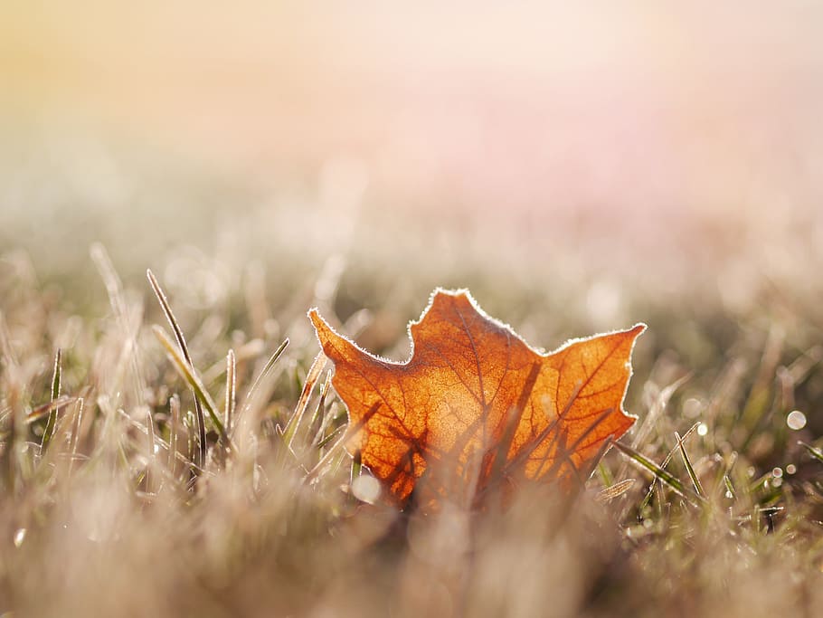 leaf, nature, grass, fall, autumn, plant part, selective focus HD wallpaper