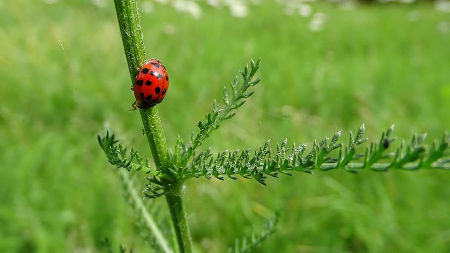 ladybug, summer, green, insect, beetle, invertebrate, animal themes HD wallpaper
