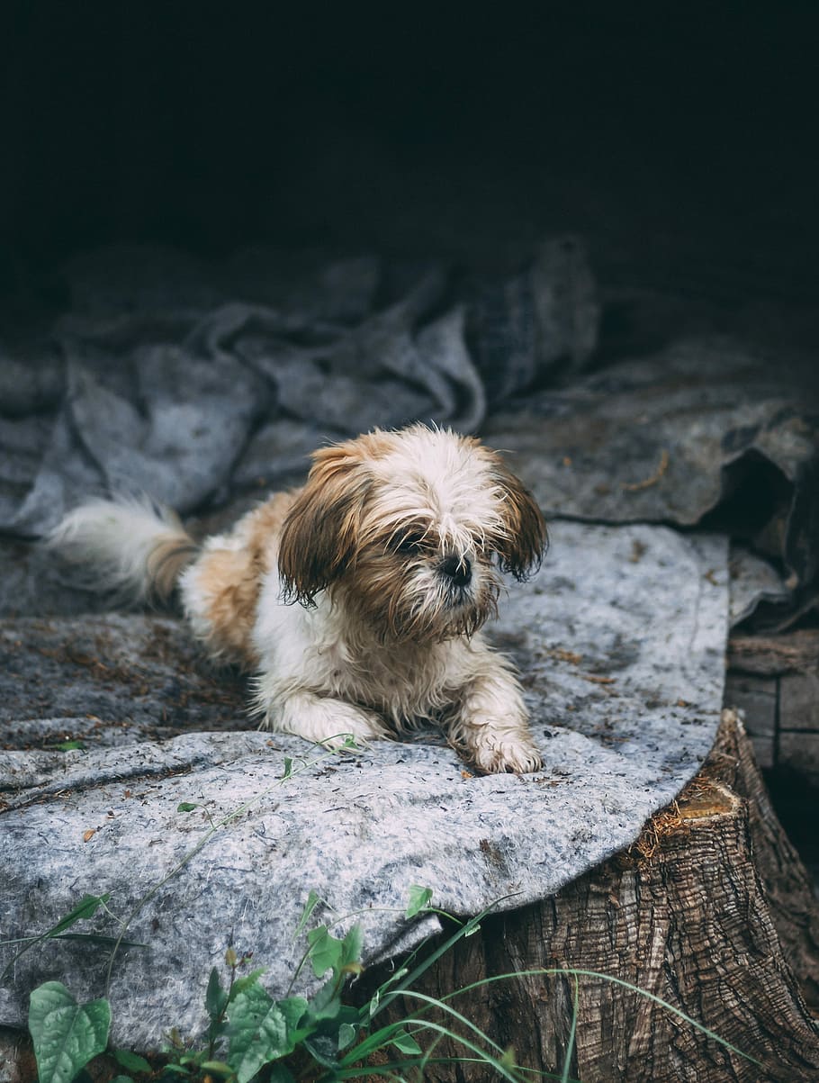 Shih Tzu resting on rock, tricolor shih tzu puppy, pet, dog, animal