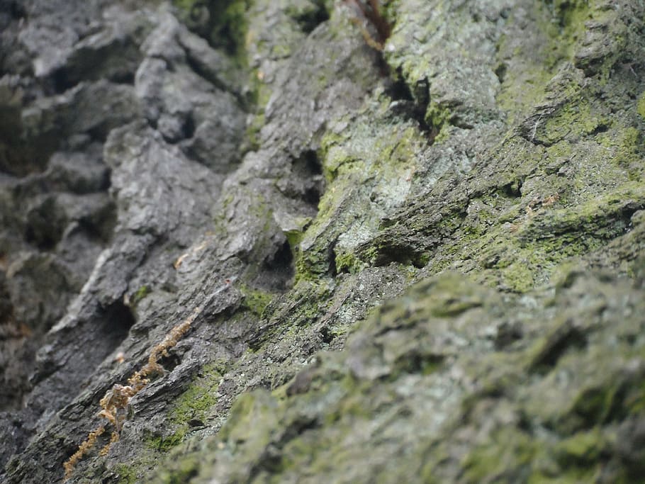 the bark, tree, moss, nature, backgrounds, close-up, pattern HD wallpaper