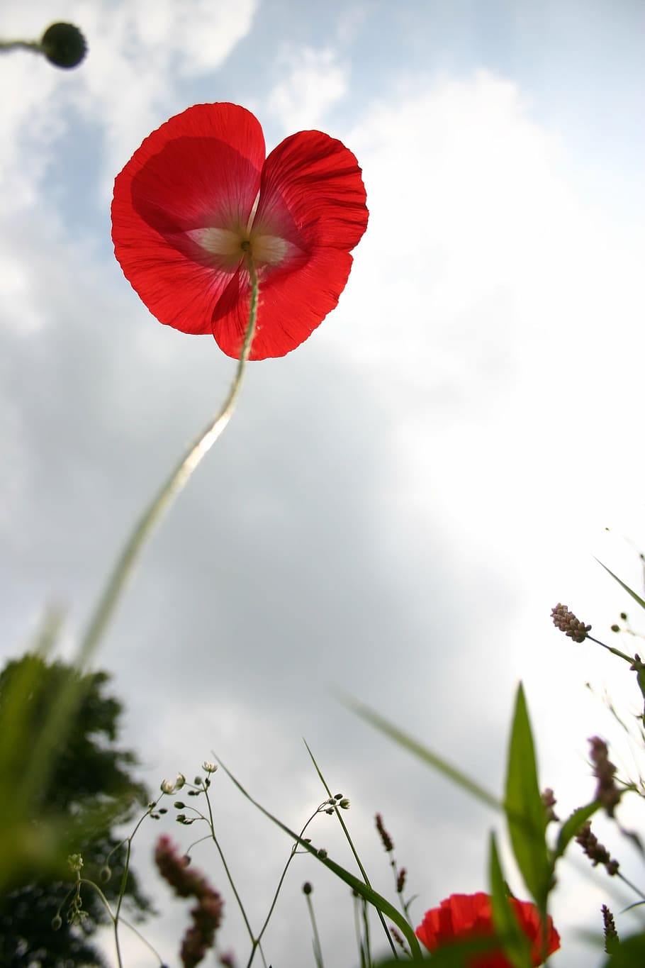 poppy, sky, blue, red, flowers, field, cloudy sky, light, summer HD wallpaper