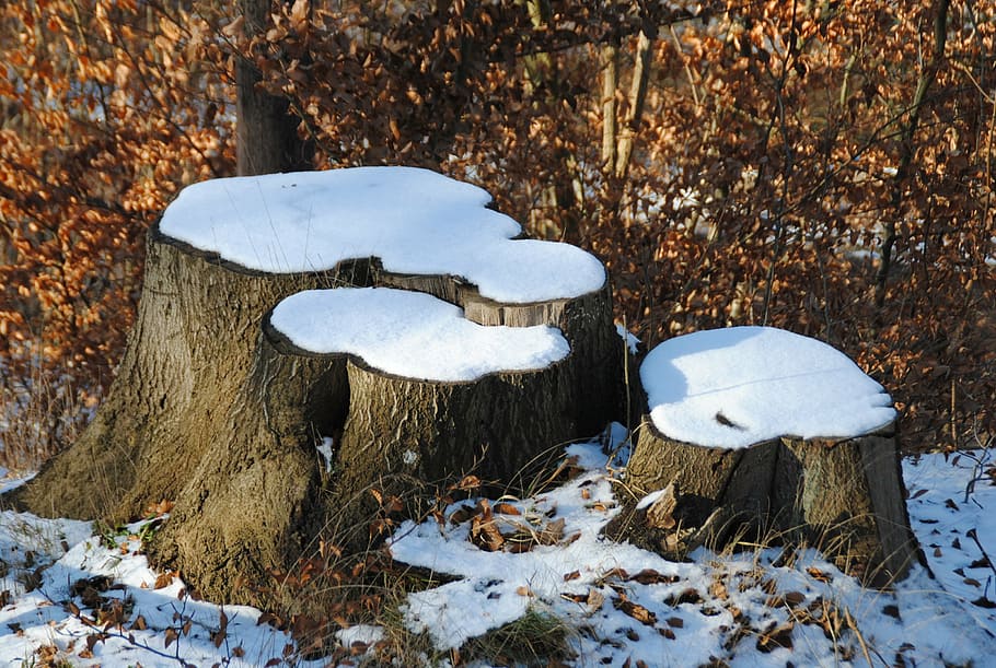 stumps, snow, winter, cold temperature, land, tree, white color HD wallpaper