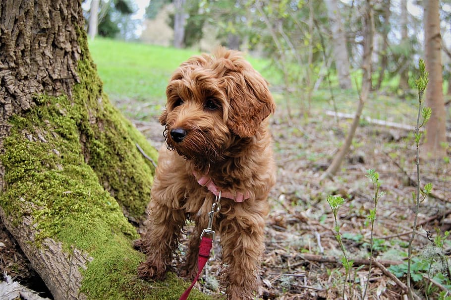 Puppy, Exploring, Mossy, Tree, mossy tree, labradoodle, park HD wallpaper