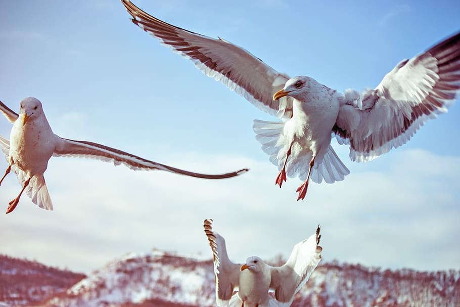 bird, nature, sky, feather, outdoor, wings, wildlife, animal HD wallpaper