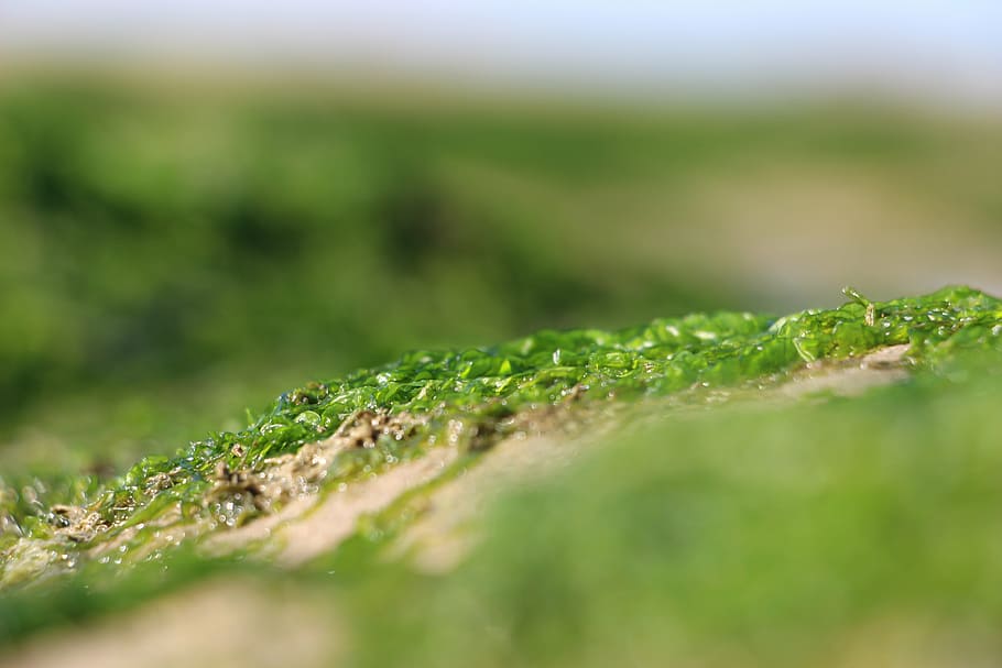 sand, algae, seaside, wet, nature, green Color, macro, close-up HD wallpaper