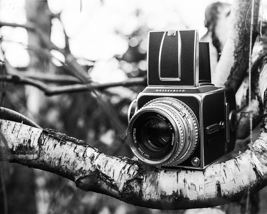 grayscale photo of folding camera on brown trunk, hasselblad, HD wallpaper