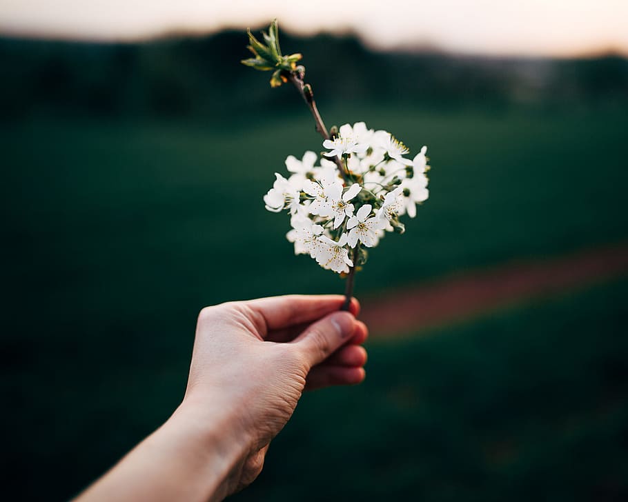person holding white petaled flowers, person holding white petaled flower HD wallpaper