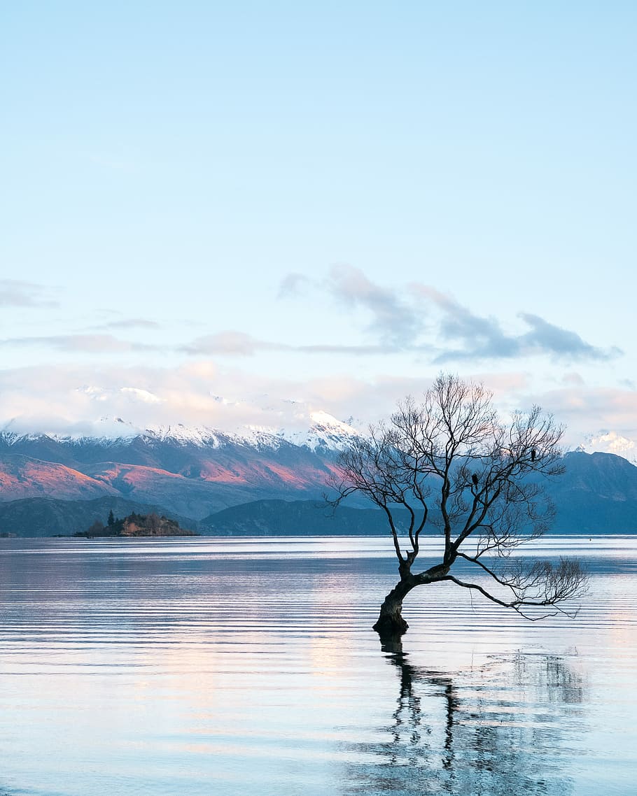 tree in middle of water during daytime, silhouette of bare green in body of water near brown and white snowed mountain at daytime