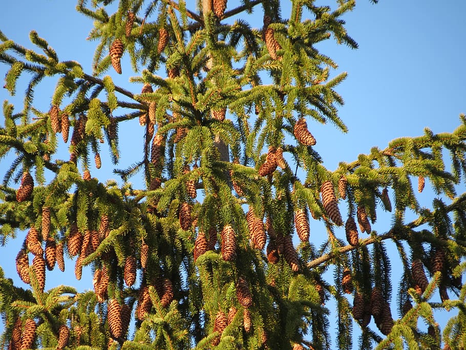 Pine Cones, Winter, Sky, Blue, six, nature, branches, conifer HD wallpaper