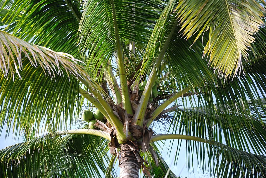 palm tree, coconuts, tropical, nature, plant, palm tree isolated HD wallpaper