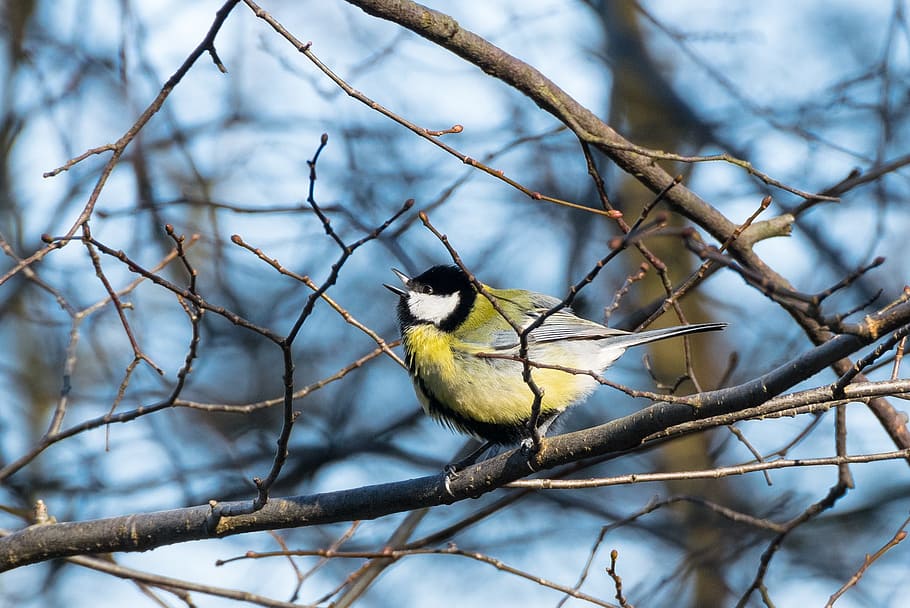 European robin on wood branch, Tit, Bird, Spring, Sing, Twitter HD wallpaper