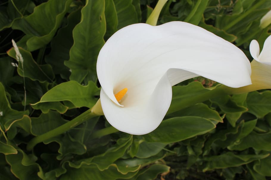 flower, lilly, calla lilly, white, plant, beauty in nature HD wallpaper