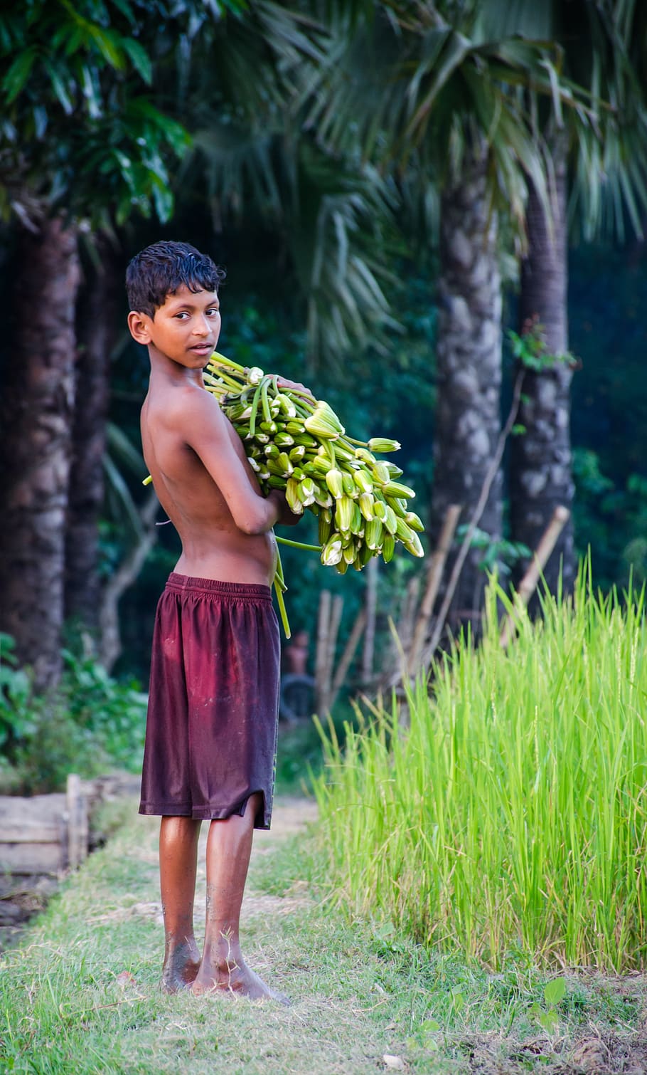baby, boy, child, poor, plant, full length, one person, standing HD wallpaper