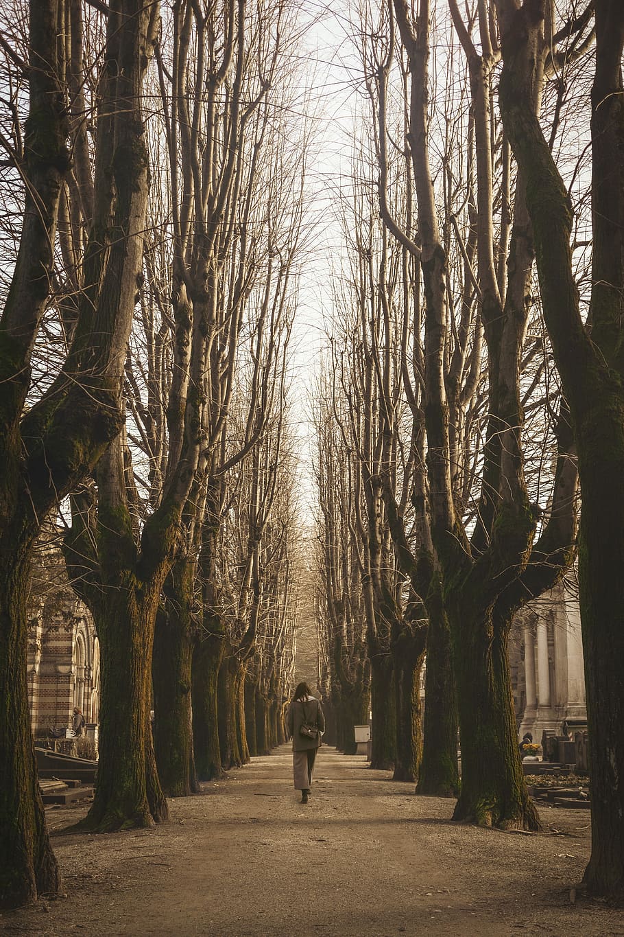 woman walking walking near bare trees during daytime, person walking across bare trees HD wallpaper