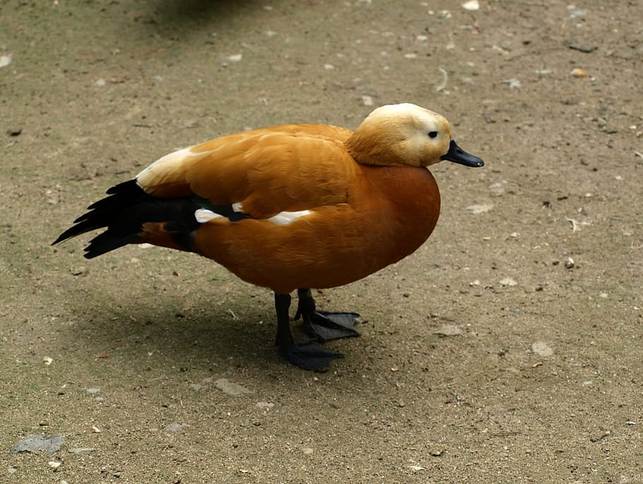 rust goose, bird, poultry, vertebrate, animal themes, animal wildlife HD wallpaper