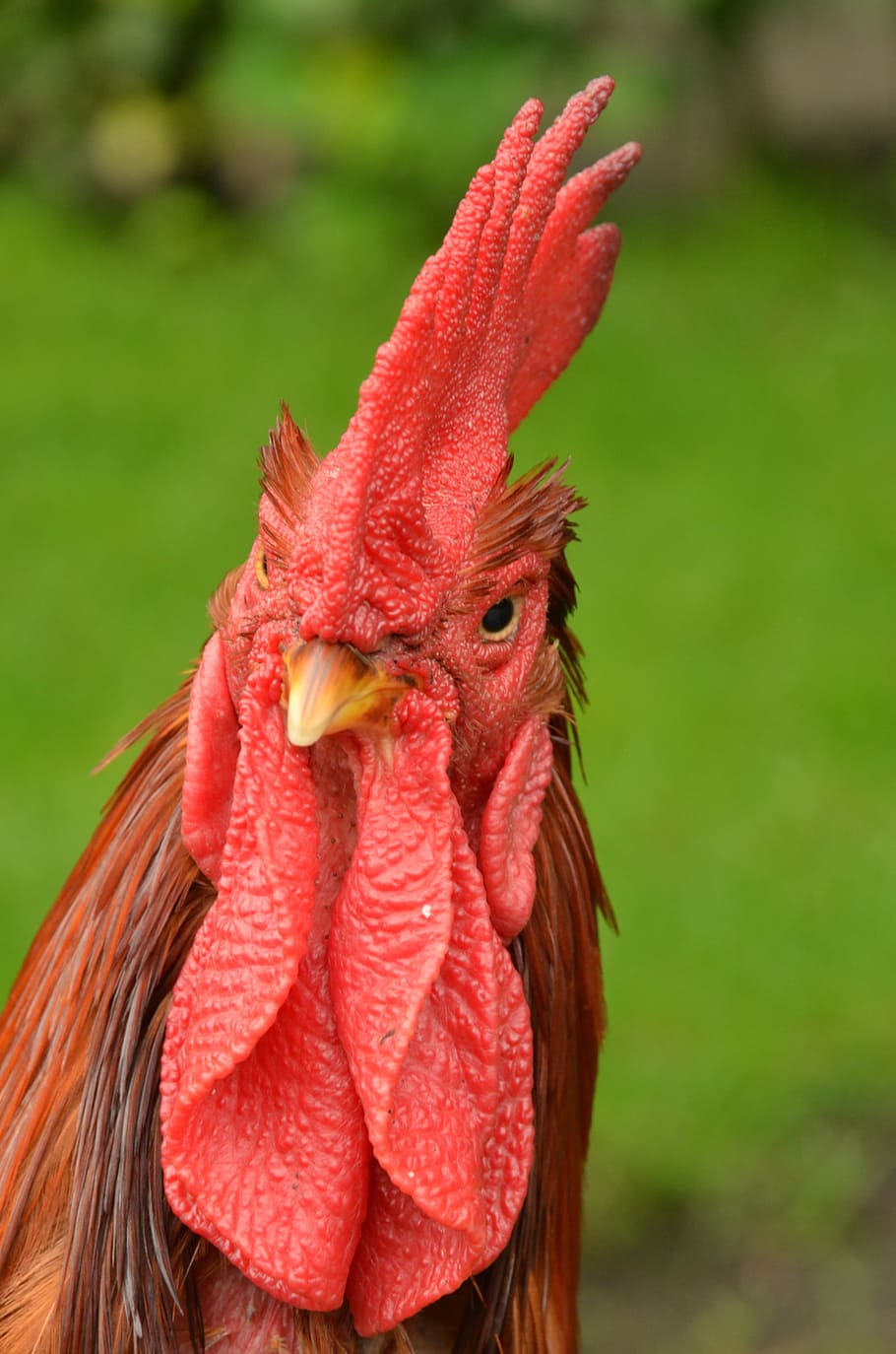 bird, haan, poultry, comb, lobe, mohawk, curious, alert, farm HD wallpaper