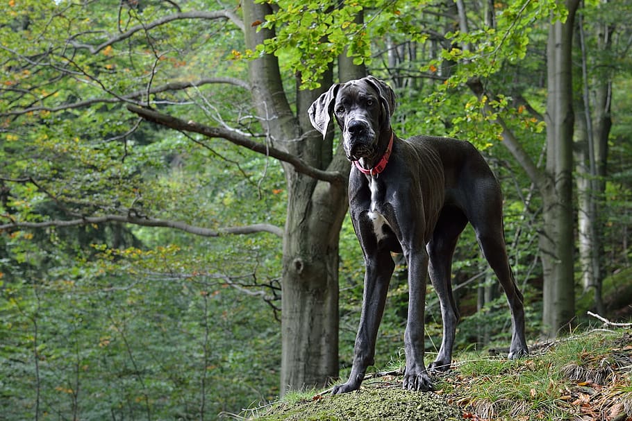 adult Great Dane on grass under tree shed, portrait, dog, animal themes HD wallpaper