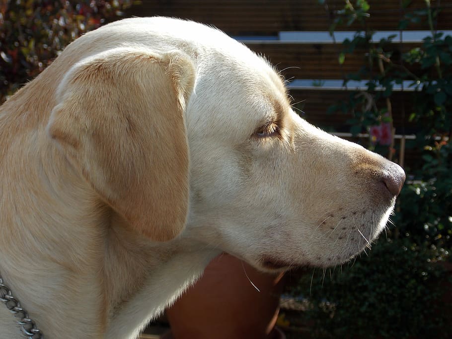 HD wallpaper: labrador, dog, dog head, snout, foot, pet, fur, bright ...