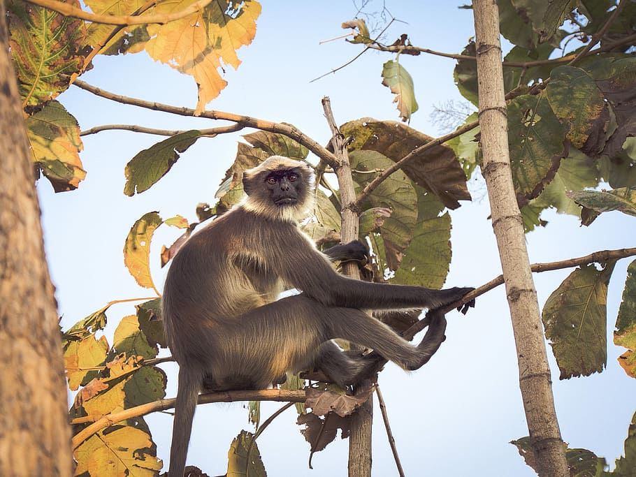 black and white primate sitting on tree branch, black monkey sitting on tree branch HD wallpaper
