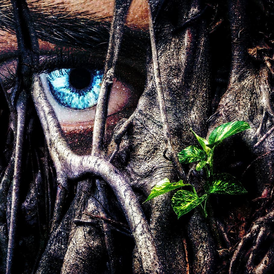 nope, thank, you, eye, human body part, close-up, human eye HD wallpaper