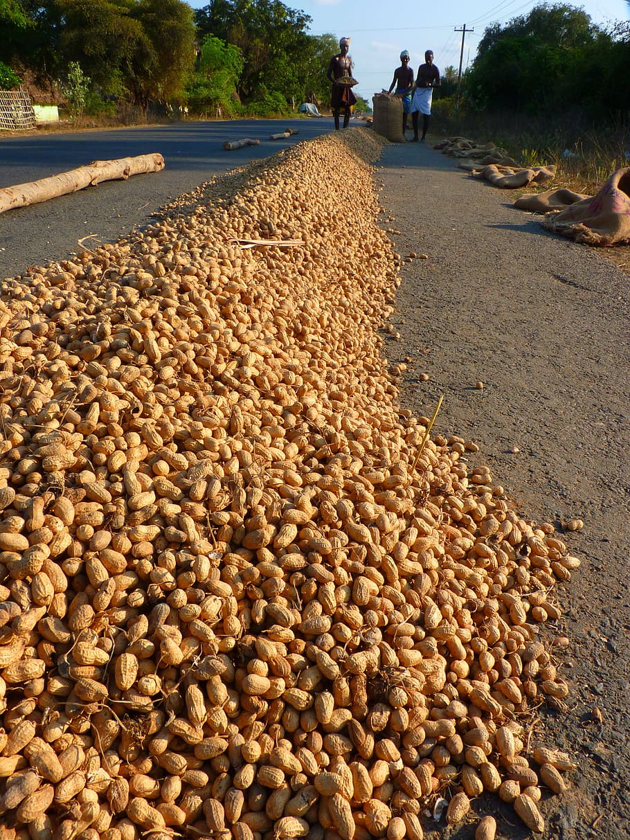 peanut, peanuts, food, nature, food and drink, abundance, incidental people HD wallpaper