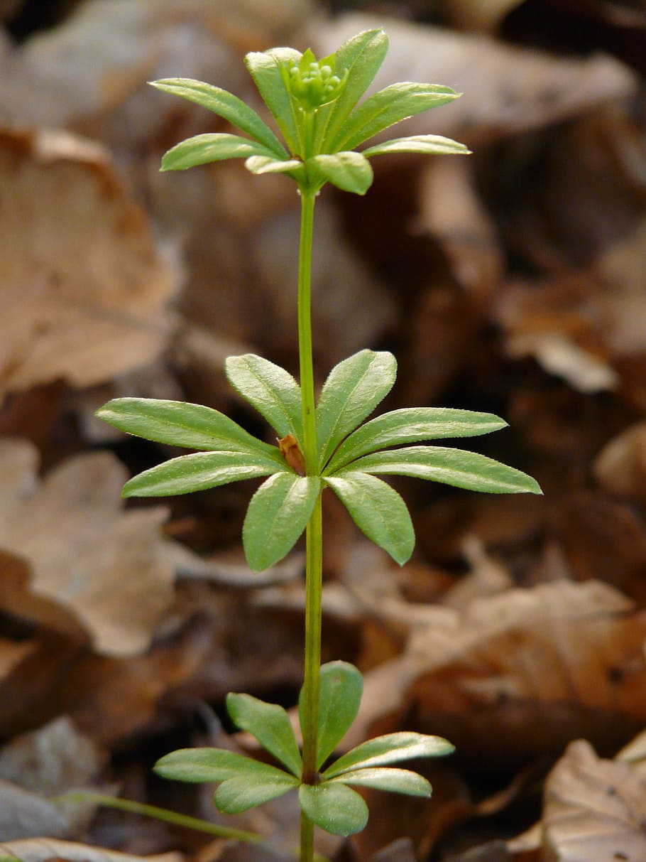 woodruff, leaf, stalk, green, galium odoratum, forest plant HD wallpaper