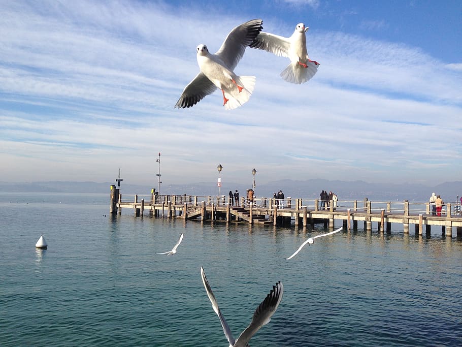 gulls, lake, garda, clouds, bird, seagull, nature, animal, sky HD wallpaper