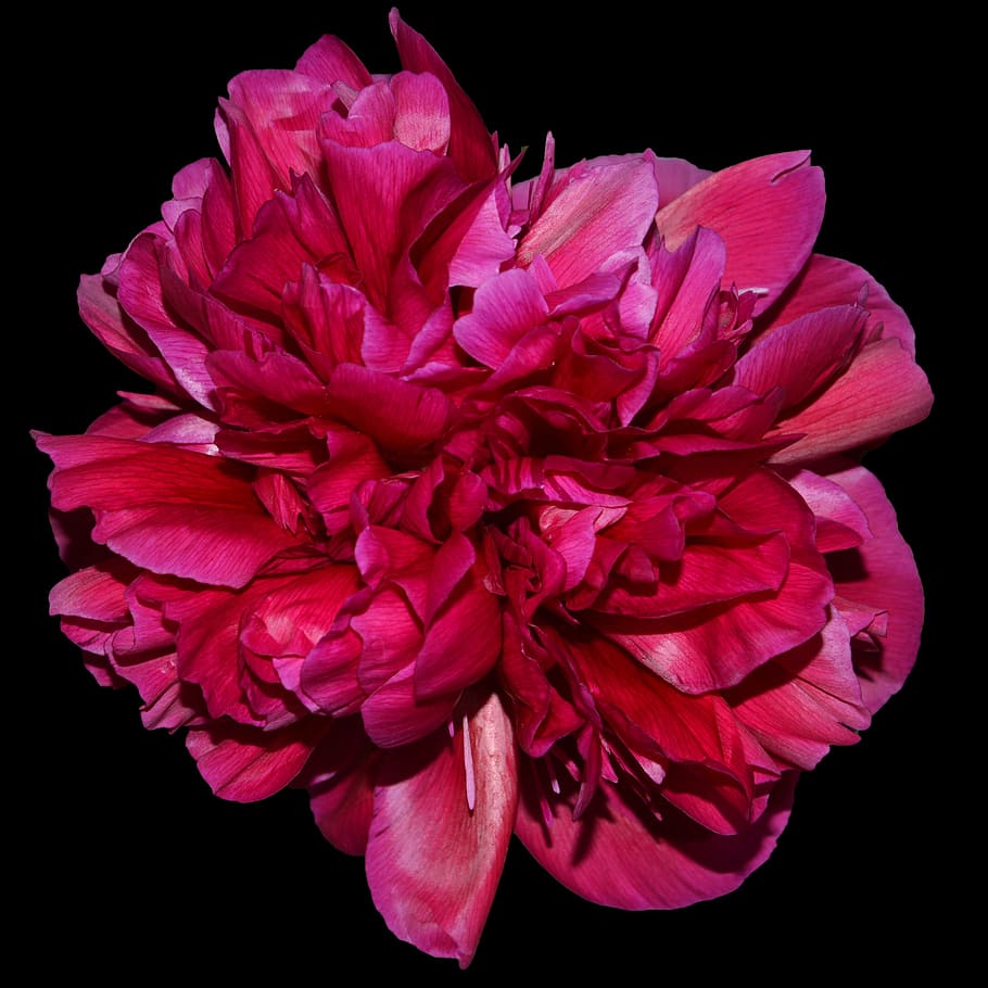 peony, red, blossom, bloom, flower, spring, flora, garden, pentecost HD wallpaper