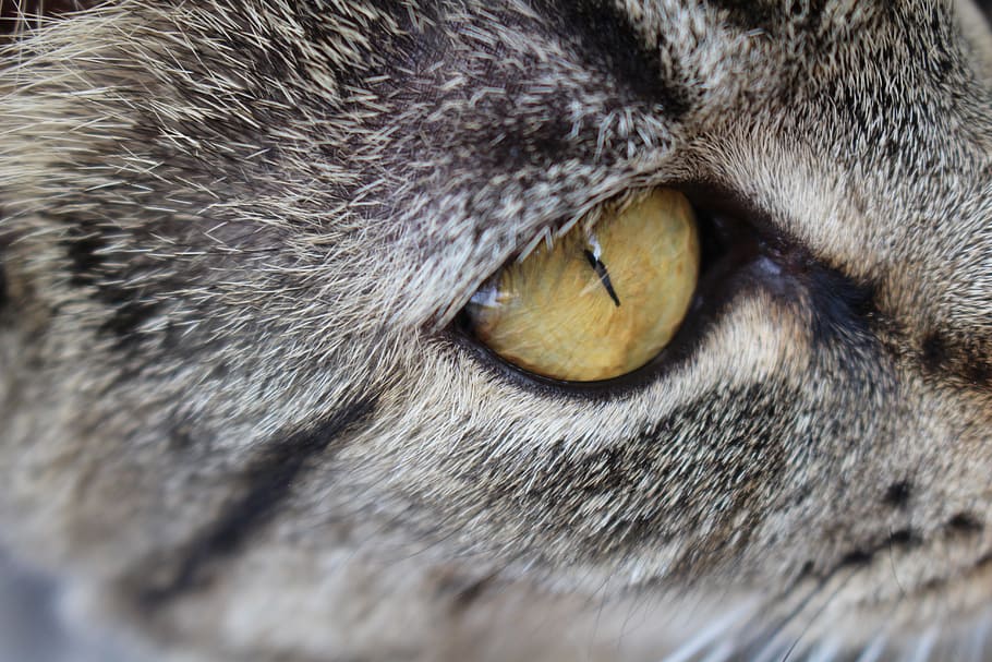 kitten, eye, tabby, cute, animals, cat, gray, hair, jaw, animal themes HD wallpaper