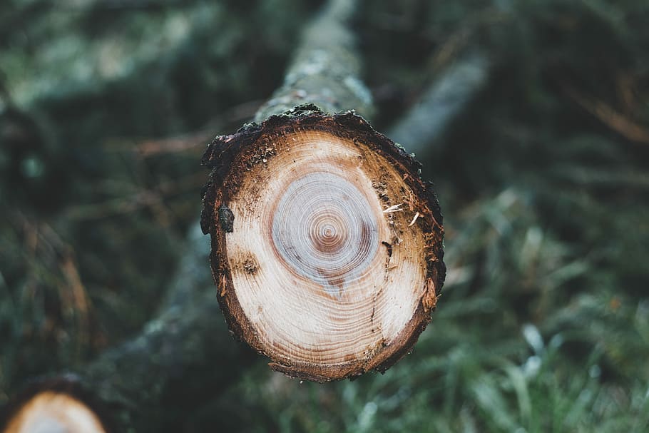 branch of tree, cut brown trunk, wood, layers, bark, forest, close-up HD wallpaper