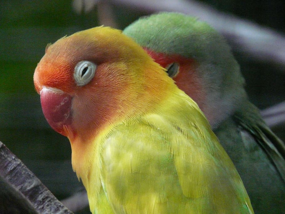 selective focus photography of yellow and green lovebirds, parrot