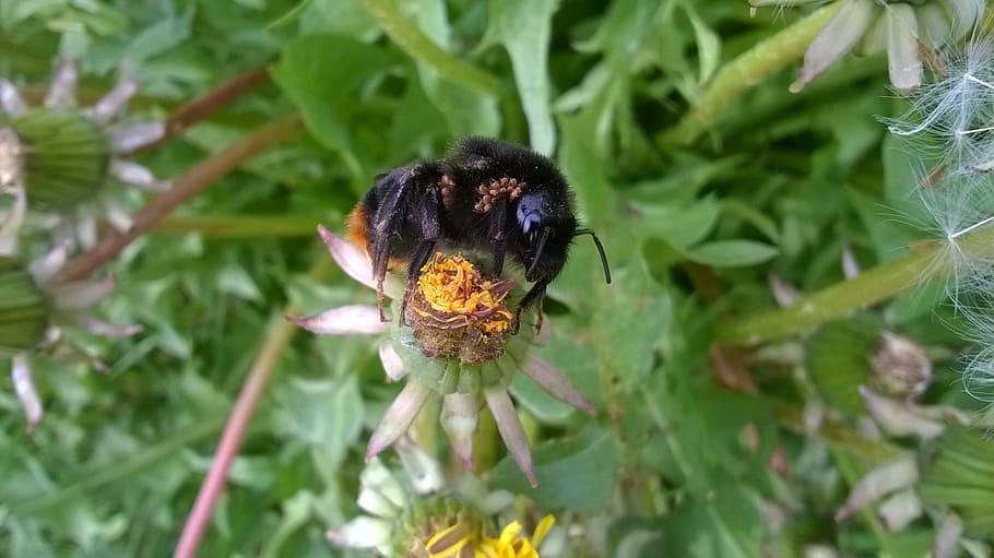 bumblebee, mite, nature, insects, pollination, green, blooming HD wallpaper