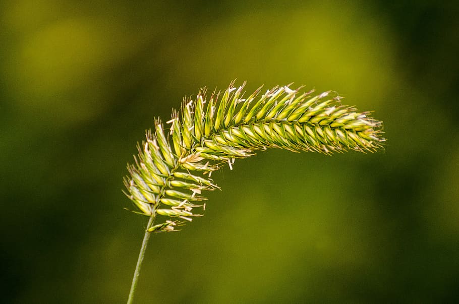 weeds, seed, grass, green, shape, macro, nature, meadow, summer HD wallpaper