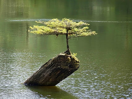 green leaves tress on top of brown wooden logs on body of water during day time HD wallpaper