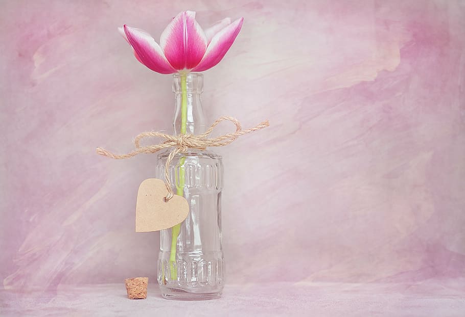 clear glass bottle with pink flower, tulip, blossom, bloom, pink white, HD wallpaper
