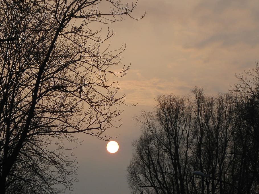 Sunset, Trees, Gloomy, Mystical, sky, mood, abendstimmung, bare tree HD wallpaper