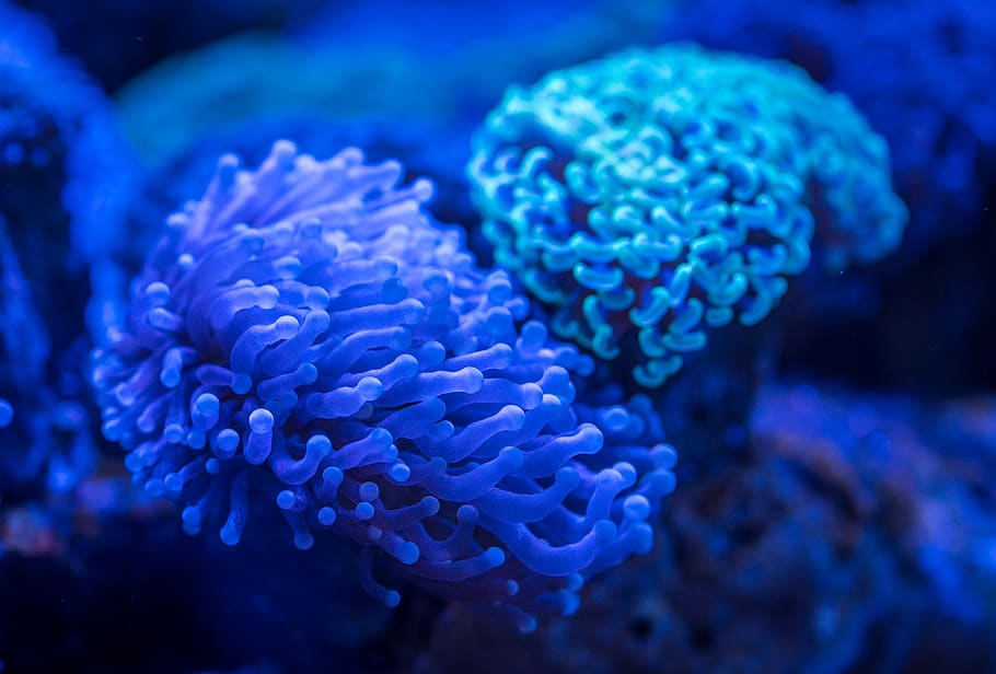 coral, polyp, underwater, sea, sea life, undersea, animals in the wild HD wallpaper