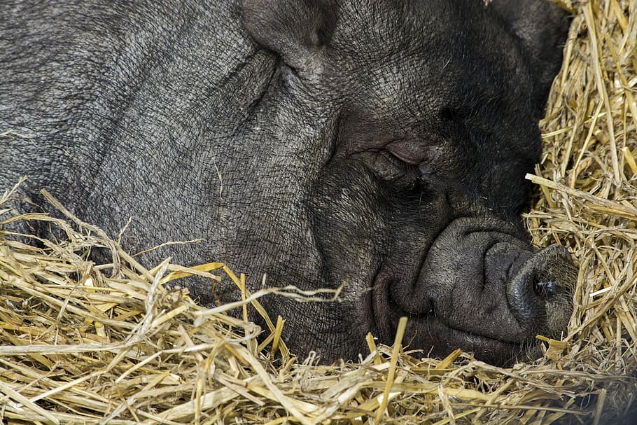close up photography of black pig sleeping, black hog on hay