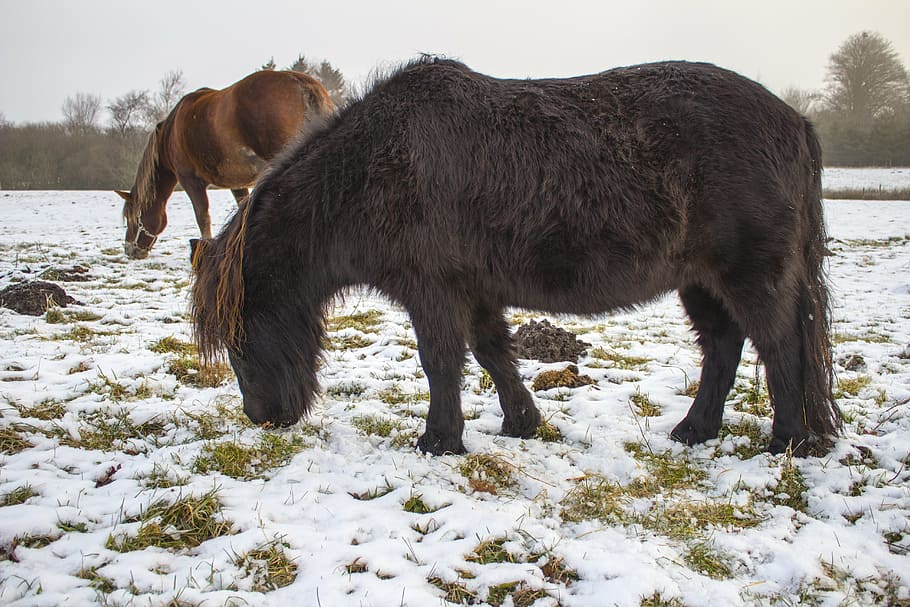 winter, horses, grasses, animal themes, snow, mammal, domestic animals HD wallpaper