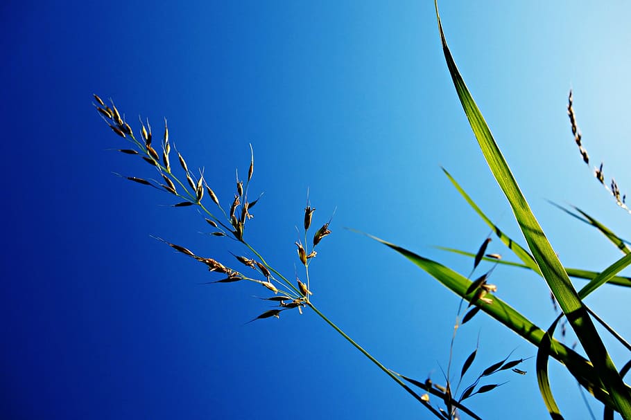 grass, halm, stem, blade, grass halm, plant, nature, sky, blue HD wallpaper