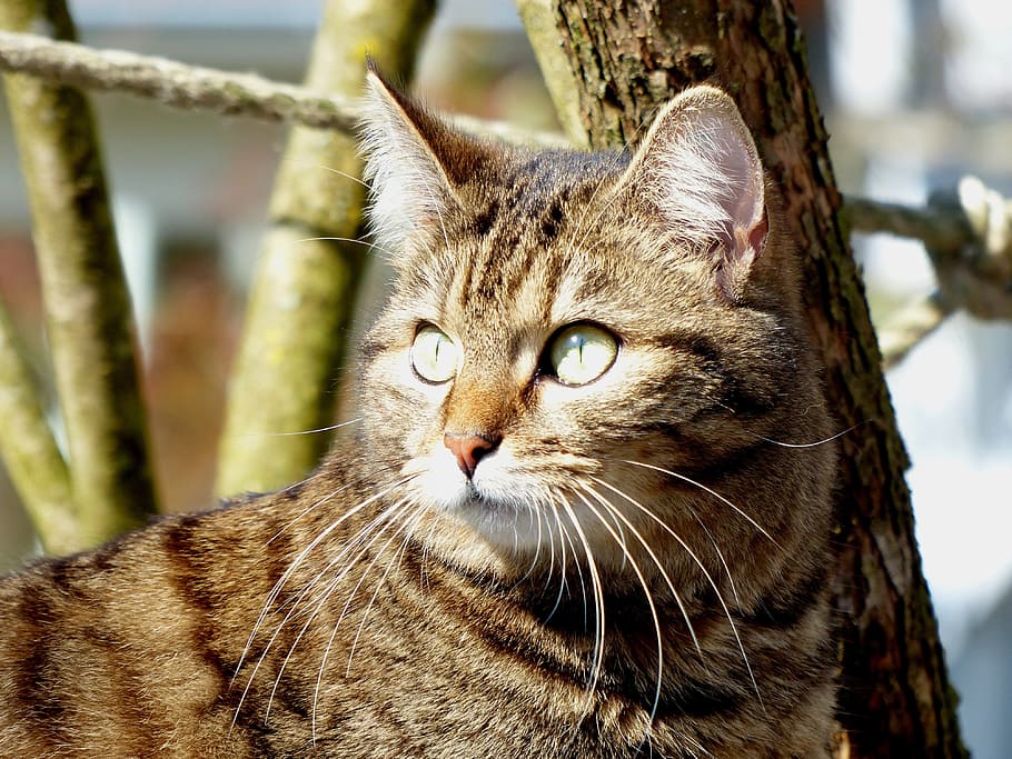 cat, whiskers, british, one animal, animal themes, feline, mammal HD wallpaper