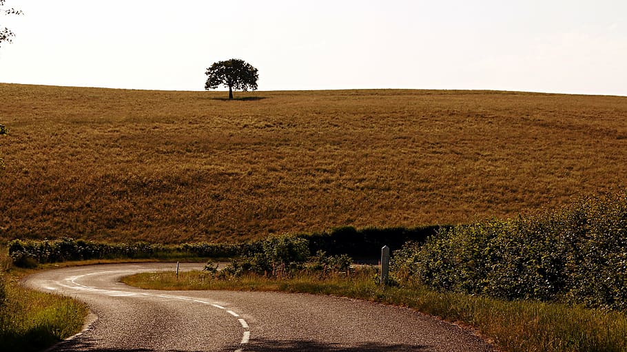 against the light, tree, road, turns, morvan, plant, transportation HD wallpaper