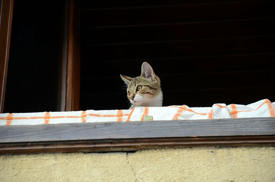 cat, people, balcony, domestic, pets, domestic animals, one animal HD wallpaper