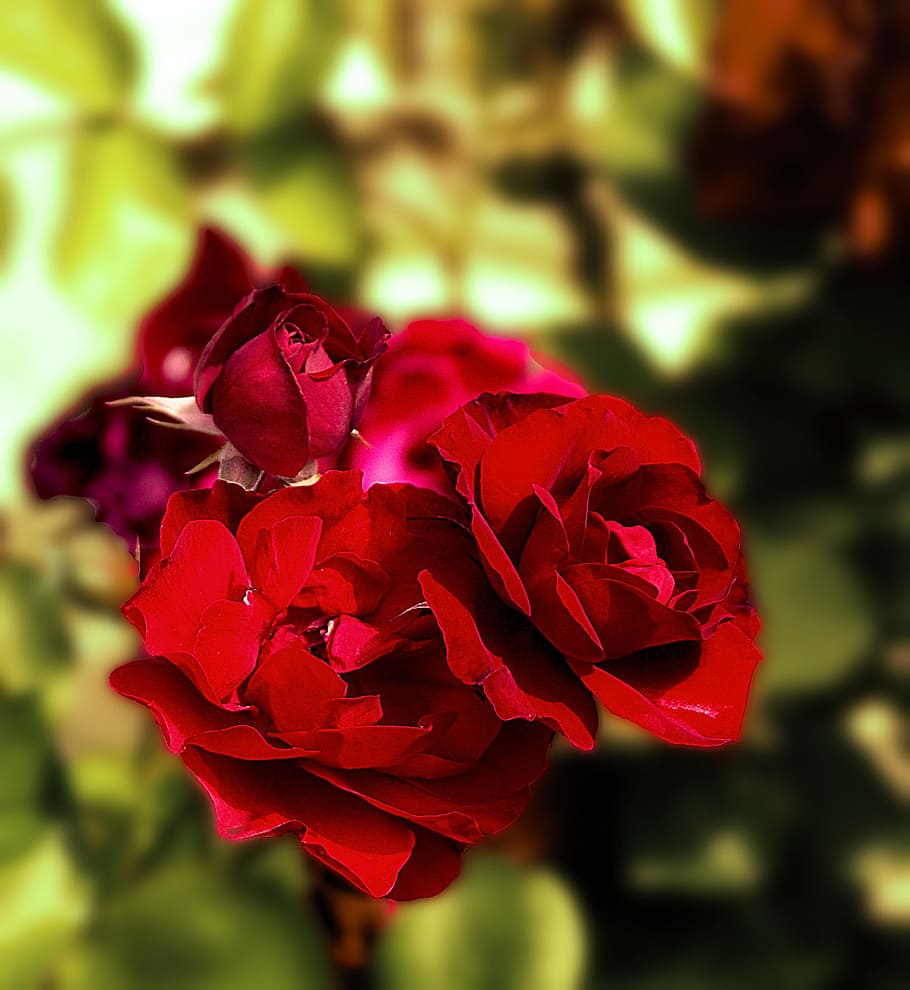 Red Roses, Flowers, Boost, full bloom, plant, flora, nature, HD wallpaper