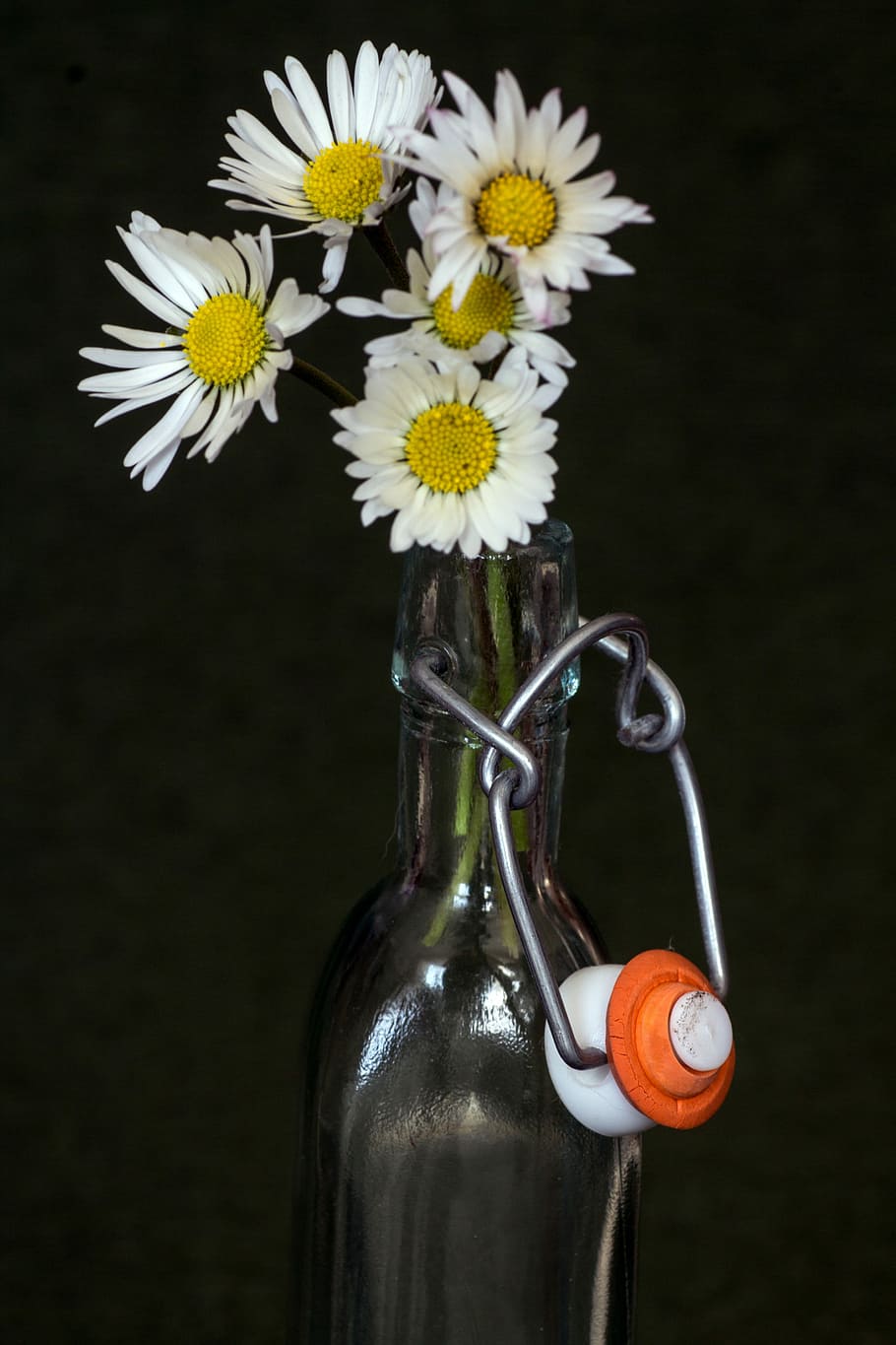 Flowers, Daisy, Bottle, Macro, vase, studio shot, no people HD wallpaper