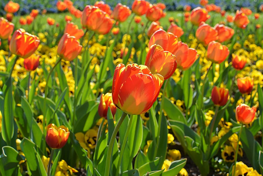 tulips, orange, spring, flower, plant, growth, flowering plant HD wallpaper