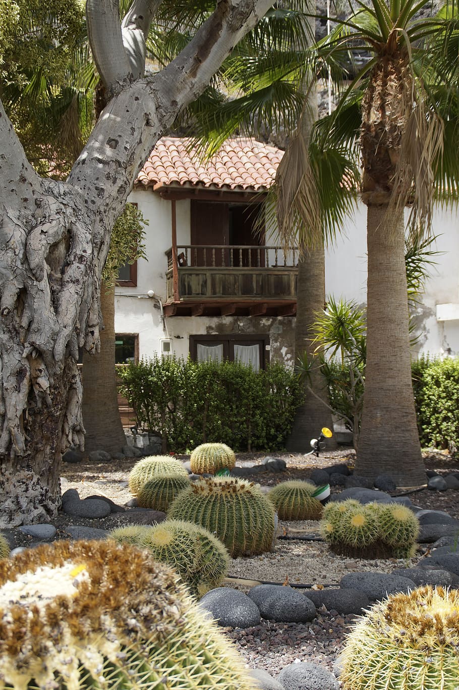 cactus, cactus garden, cottage, tropical, tenerife, exotic HD wallpaper